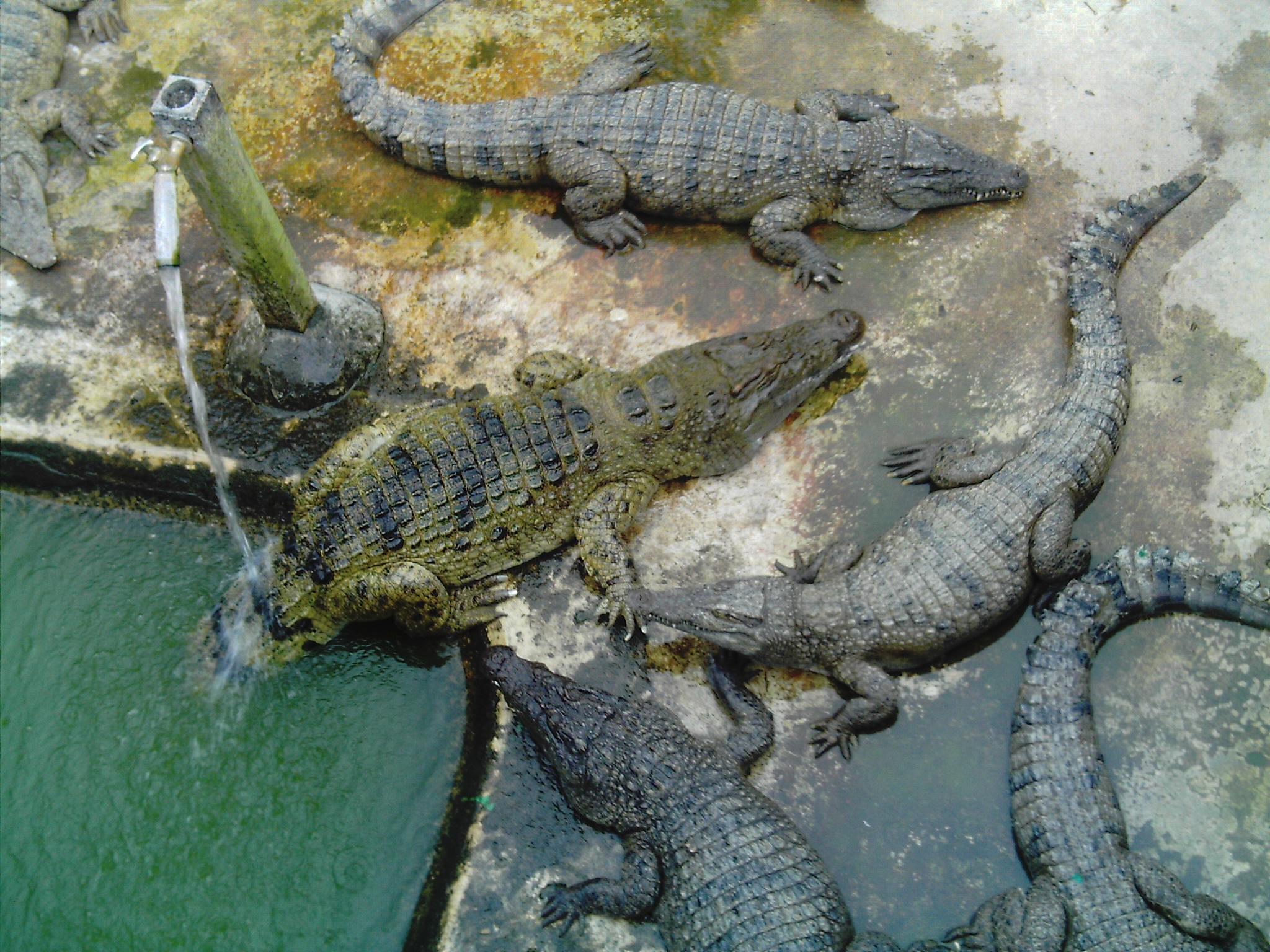 Salah Satu Wisata Edukatif Fauna Reptil Aligator di Provinsi Banten