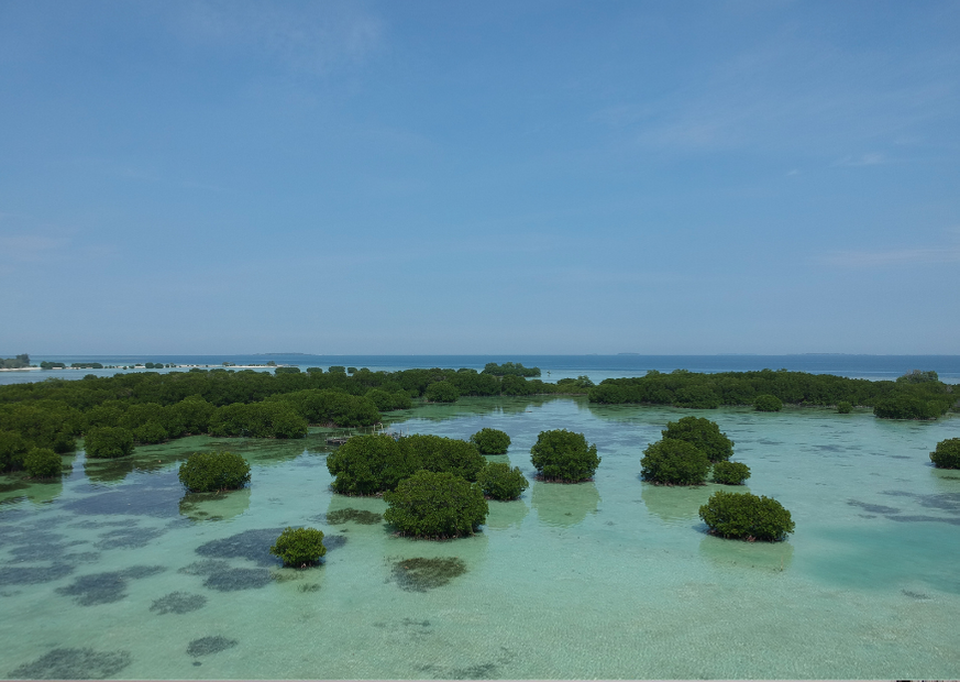 Mangrove di Pulau Pari