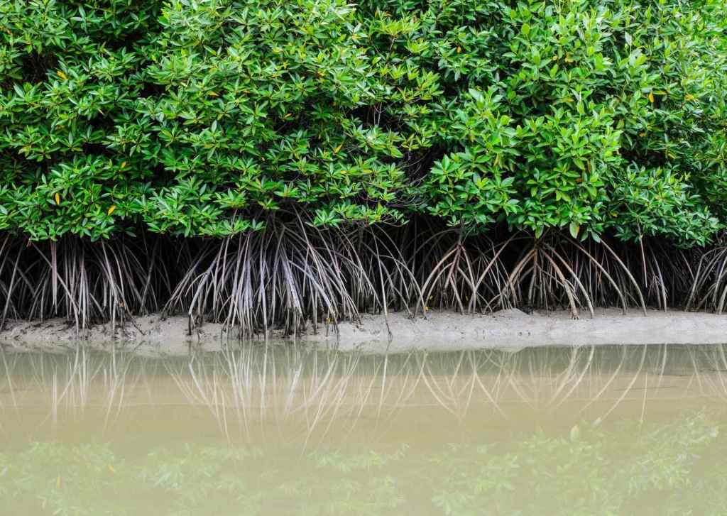 desa-indramayu-hutan-mangrove