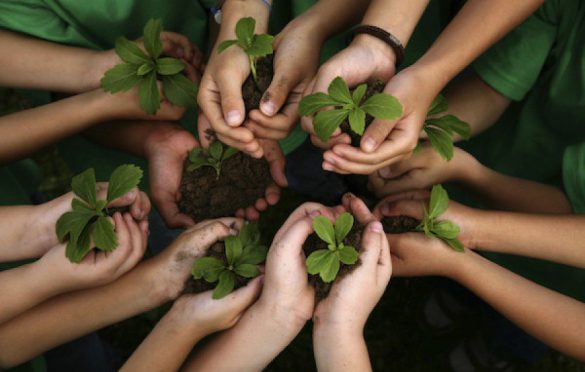 Langkah Kecil, Berdampak Besar: Hijaukan Bumi dengan Menanam Mangrove